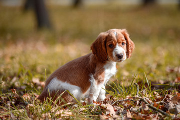 Cute looking welsh springer spaniel puppy