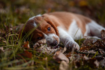 Cute looking welsh springer spaniel puppy