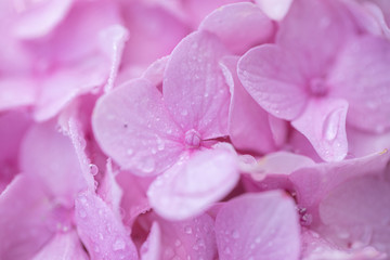 Close up shot of Hydrangea flower