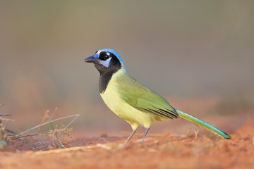 Obraz premium Green Jay (Cyanocorax luxuosus) on the ground, South Texas, USA 