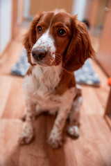 Cute looking welsh springer spaniel puppy