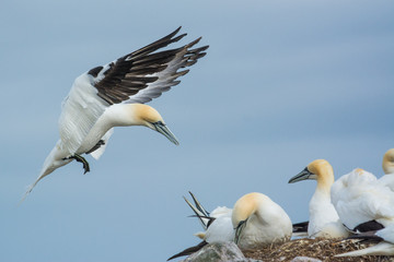 A northern gannet (Morus bassanus)