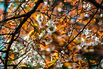光岡城跡の山桜