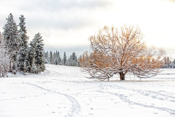 Slavin Conseration Area Winter Landscapes