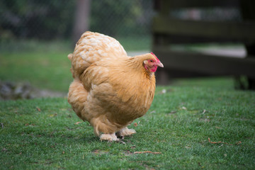 portrait of brown chicken in a Traditional free range poultry farming