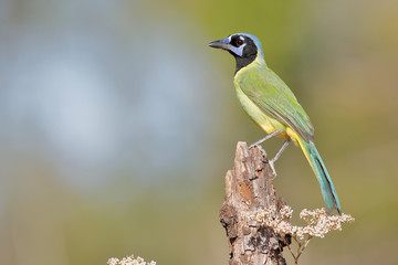 Green Jay (Cyanocorax luxuosus) perched, South Texas, USA 
