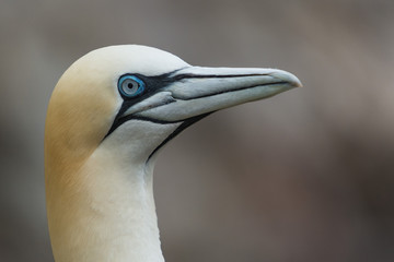 A northern gannet (Morus bassanus)