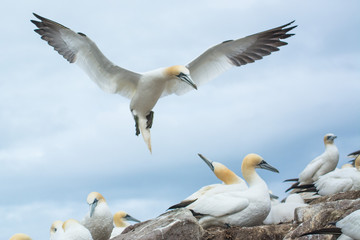 A northern gannet (Morus bassanus)