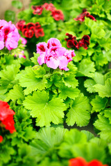 Pink flowers with leaves and blurred background, soft focus