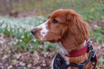 Cute looking welsh springer spaniel puppy