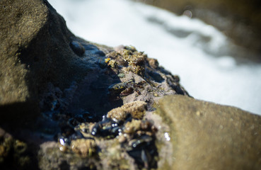Crab