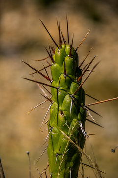 Giant cactus from Cordillera Real, Andes, Bolivia