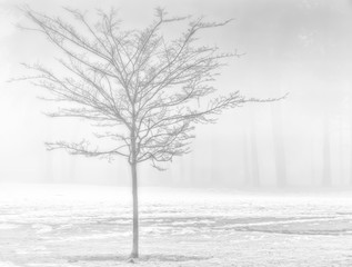 Fototapeta premium Fog Laden Morning