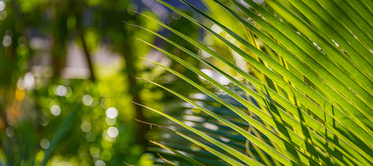 Copy space of blur green palm leaf tree with bokeh sun ligth abstract texture background. Ecology and environment concept. Vintage tone filter effect color style.