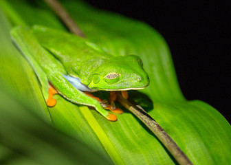 Costa Rica Tree Frog Sleeping