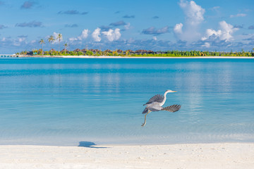 Grey heron standing on white beach on Maldives island - Powered by Adobe