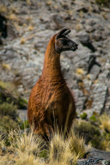 Fototapeta premium Mountain llama from Cordillera Real, Andes, Bolivia
