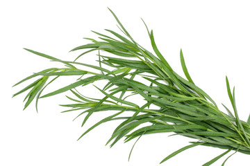 Branch of tarragon isolated on white background