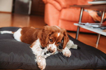 Cute looking welsh springer spaniel puppy