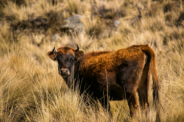 Mountain cow from Cordillera Real, Andes, Bolivia