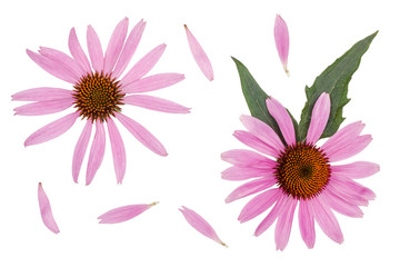 Echinacea flowers isolated on white, top view - obrazy, fototapety, plakaty