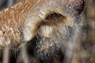 Heads of Typha disintegrate into a cottony fluff from which the seeds disperse by wind.