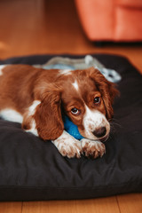 Cute looking welsh springer spaniel puppy