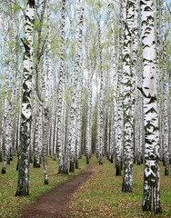 Naklejka premium Trunks of spring birches with the first greens in a forest