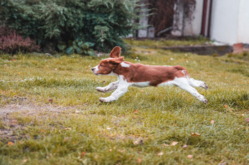 Cute looking welsh springer spaniel puppy