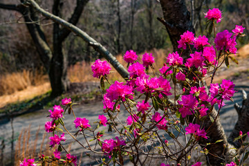 吉野ツツジ