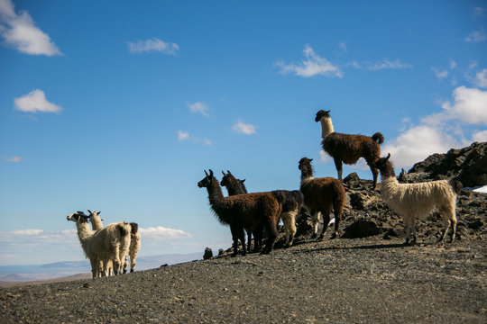 Mountains landscapes and llama from Cordillera Real, Andes, Bolivia