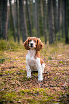 Cute looking welsh springer spaniel puppy