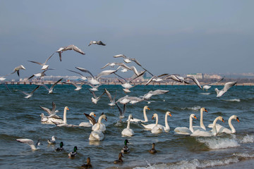  congestion of birds on the Black Sea coast
