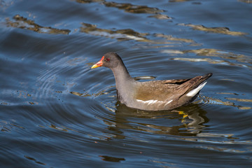  waterfowl swim in a pond