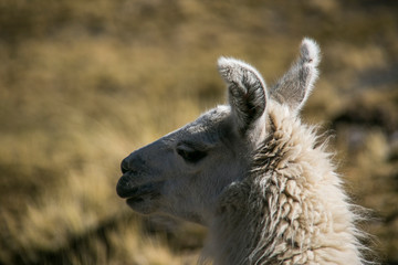 Obraz premium Mountain llama in Cordillera Real, Andes, Bolivia
