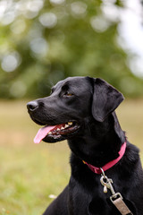 Black labrador dog playing and jumping in water