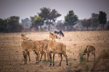 herd of horses in field