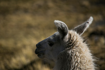 Obraz premium Mountain llama in Cordillera Real, Andes, Bolivia