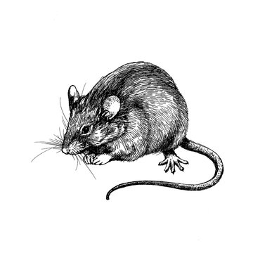 new year mouse, rat clip art graphics linner