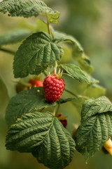 Red fruited raspberry