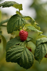 Red fruited raspberry