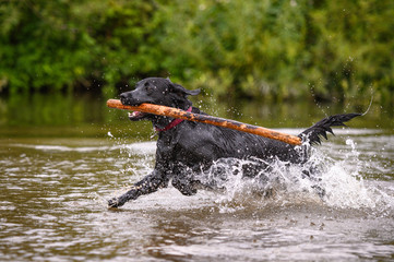 Black labrador dog playing and jumping in water