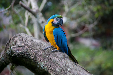 Fototapeta premium Yellow-billed macaw (Ara ararauna) in Yungas, Coroico, Bolivia