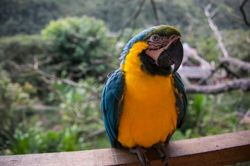 Yellow-billed macaw (Ara ararauna) in Yungas, Coroico, Bolivia