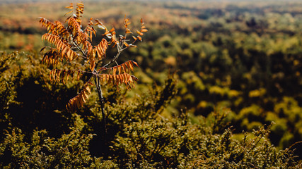 Forêt au début de l'automne