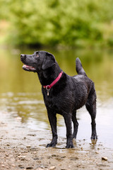 Black labrador dog playing and jumping in water