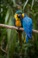 Yellow-billed macaw (Ara ararauna) in Yungas, Coroico, Bolivia