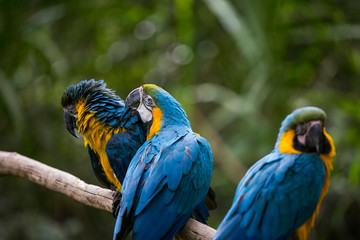 Yellow-billed macaw (Ara ararauna) in Yungas, Coroico, Bolivia