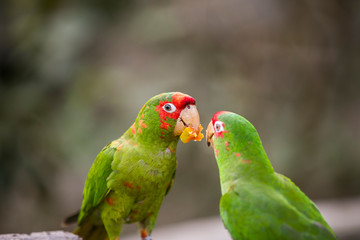 Peruvian Parrot in Yungas, Coroico, Bolivia