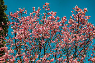 桜づつみの陽光